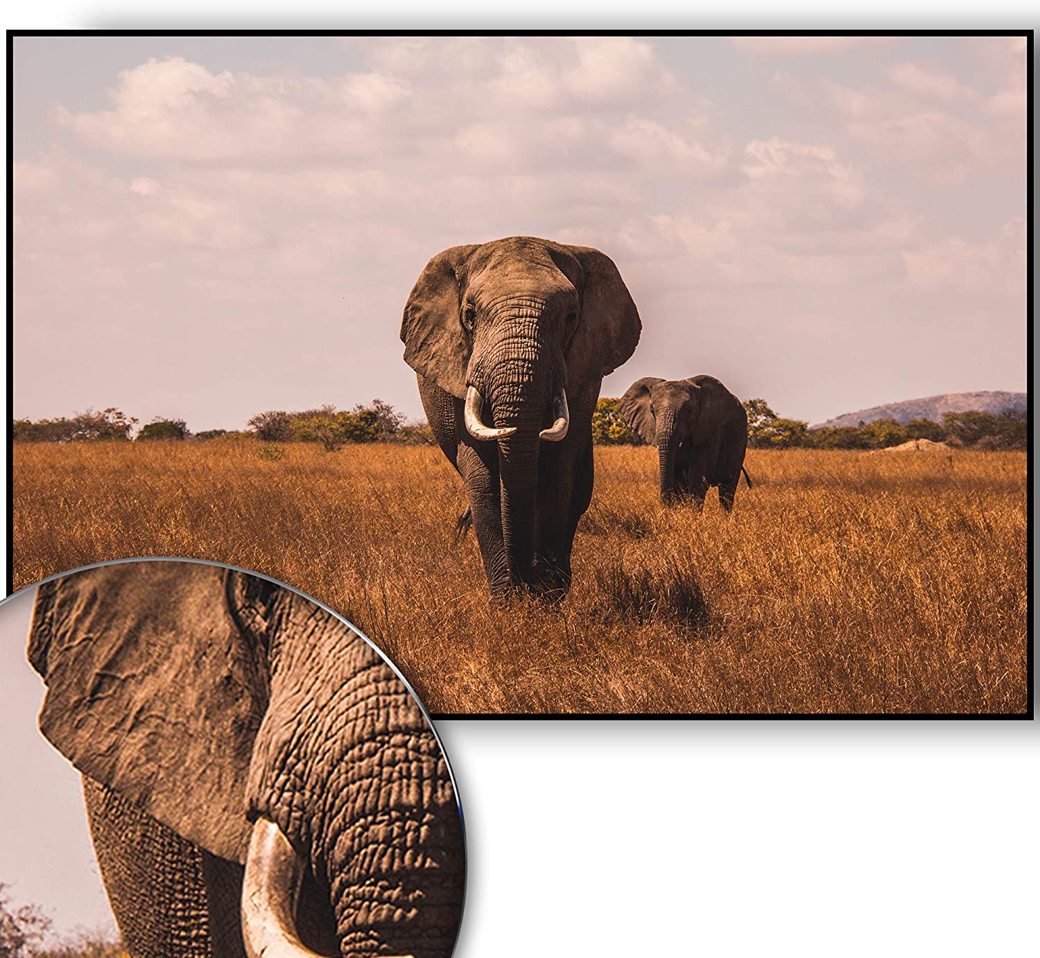 Golden Posters Foto Poster Elefant (70x50cm)