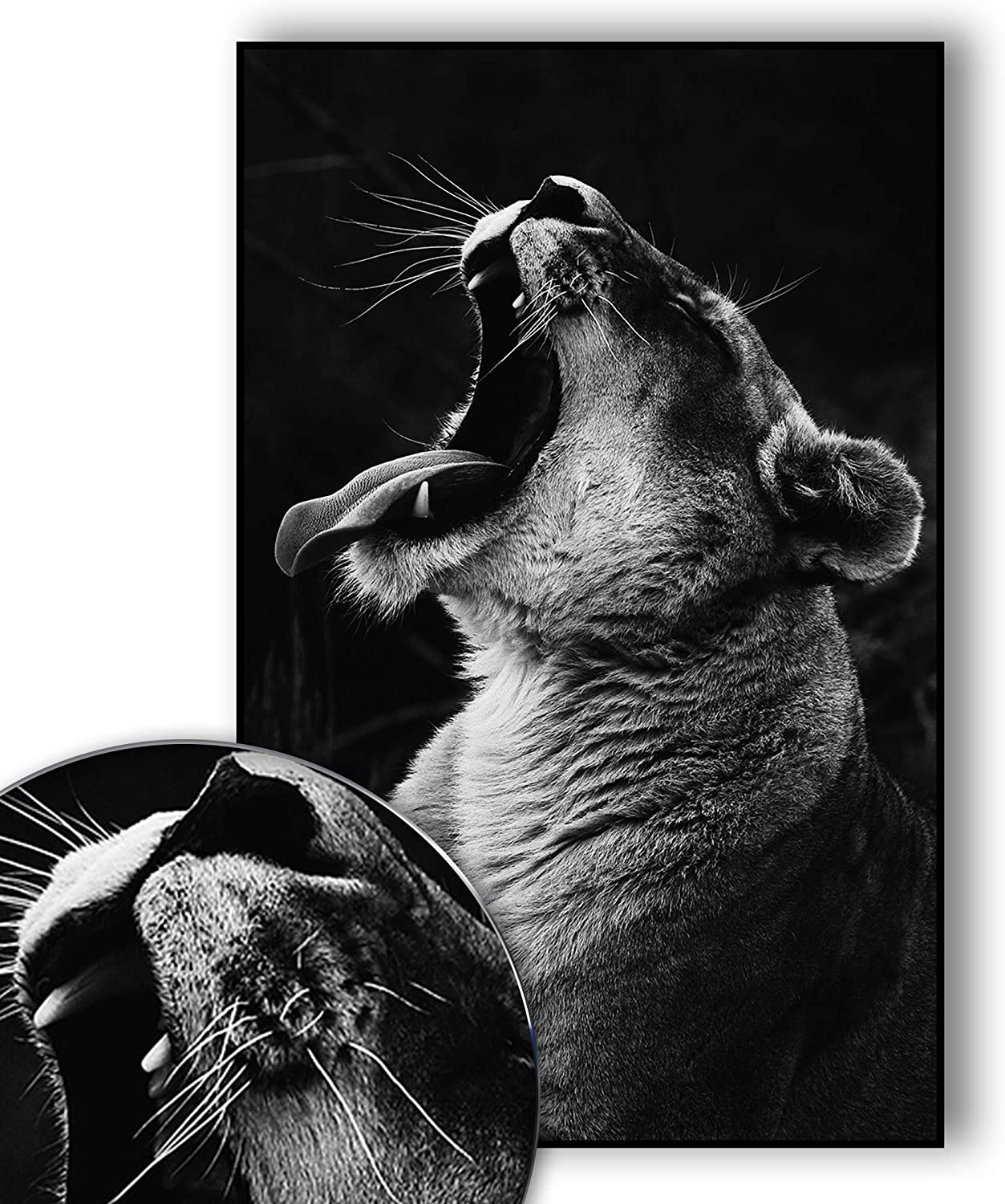 Golden Posters Foto Poster Löwin (70x50cm)
