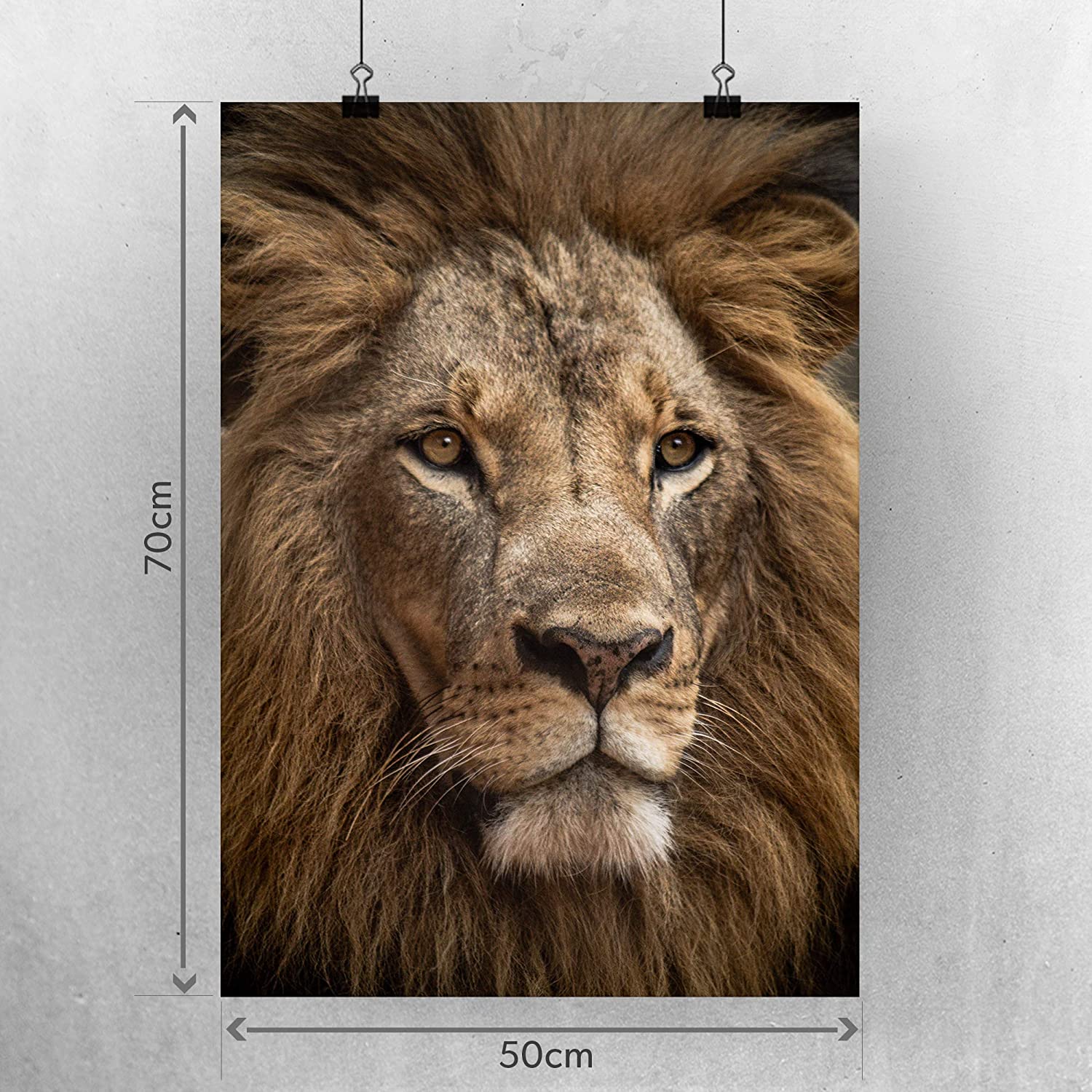 Golden Posters Foto Poster Löwe (70x50cm)